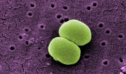 Bacteria Bacteria.