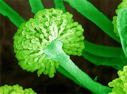 Penicillium mold producing spores Penicillium mold producing spores.