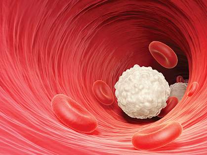 Illustration of a white blood cell (lymphocyte) in the bloodstream Illustration of a white blood cell (lymphocyte) in the bloodstream.