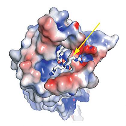 Small neurotensin molecule on the surface of its receptor Small neurotensin molecule on the surface of its receptor.