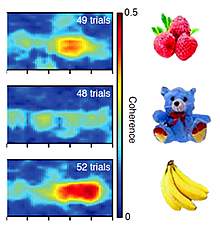 Plots showing intense red for a banana, less for raspberries and none for a stuffed bear Plots showing intense red for a banana, less for raspberries and none for a stuffed bear.
