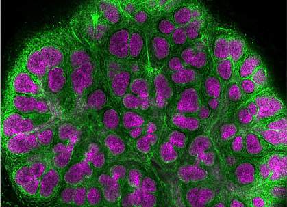 Confocal microscope image of a mouse embryonic salivary gland Confocal microscope image of a mouse embryonic salivary gland.