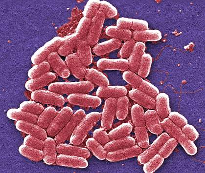A group of bacteria A group of bacteria