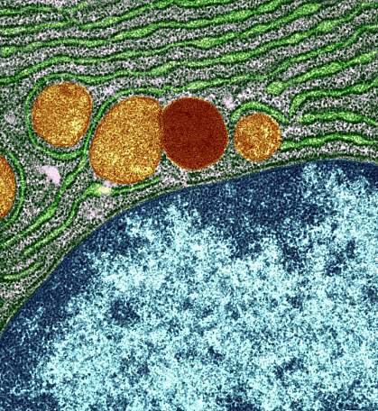 Lysosome Lysosome