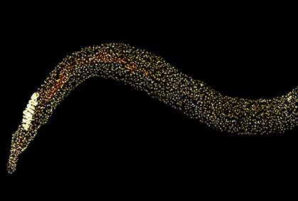 Micrograph showing bright yellow dots throughout a worm Micrograph showing bright yellow dots throughout a worm.
