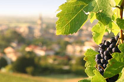 Photo of grapes Photo of grapes.