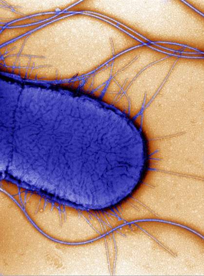 A gut microbe A gut microbe.