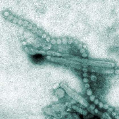 Influenza virons Influenza virons