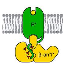 Illustration of arrestin on a cell membrane Illustration of arrestin on a cell membrane.