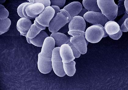 Microscopic fungi microscopic fungi