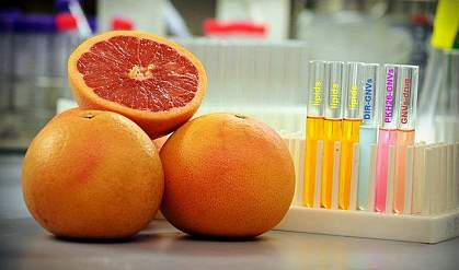 Grapefruit in a lab Grapefruit in a lab.