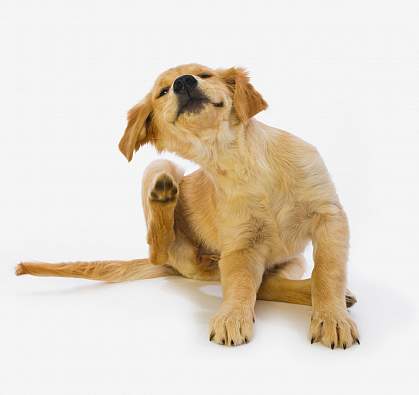 Golden Retriever puppy scratching. Golden Retriever puppy scratching.