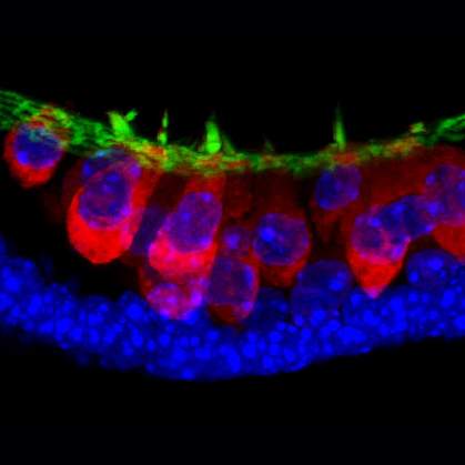 Cells Cells