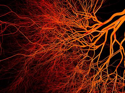 Complex, branching blood vessels.