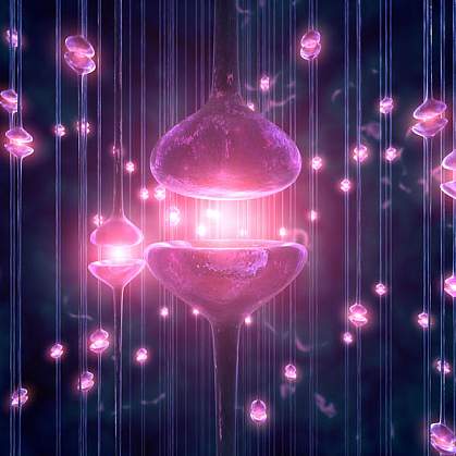 Synapse between nerve cells Synapse between nerve cells.