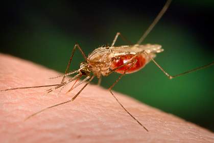 mosquito mosquito.