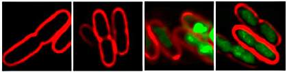 Four images of bacterial cells Four images of bacterial cells. While the left two appear empty, the right two glow green.
