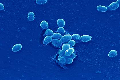 A group of bacteria A group of bacteria