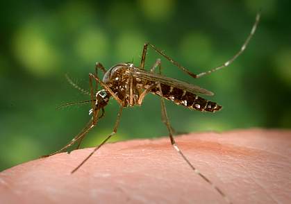 mosquito mosquito.