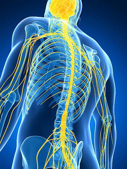 Illustration of spinal cord and nerves in the body Illustration of spinal cord and nerves in the body.