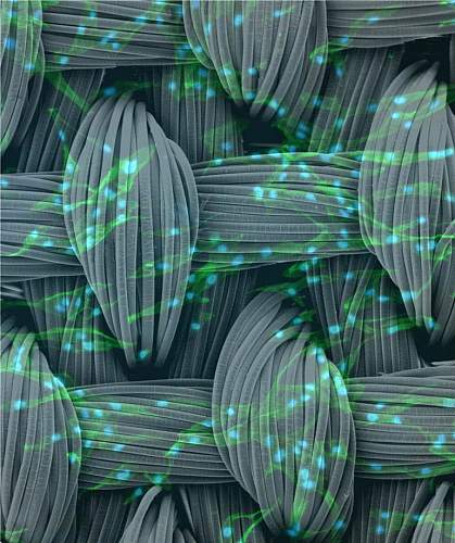 Cells overlayed on a woven background Cells overlayed on a woven background.