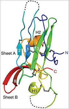 Protein structure.