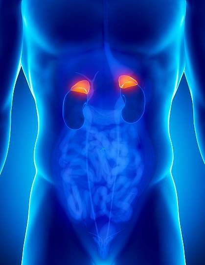 Adrenal glands Adrenal glands.