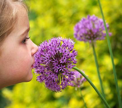 Young girl smelling a purple allium (alliaceae) flower Young girl smelling a purple allium (alliaceae) flower.