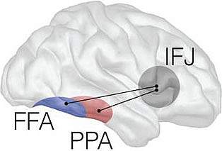 Illustration of a human brain Illustration of a human brain.