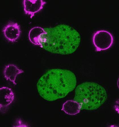 Green cells surrounded by purple amoebas Green cells surrounded by purple amoebas.