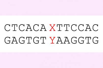 Genetic sequence with multiple A-T and G-C pairs interrupted by one X-Y pair Genetic sequence with multiple A-T and G-C pairs interrupted by one X-Y pair.