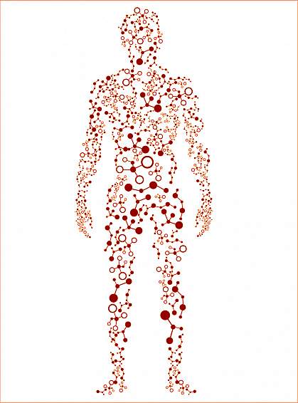 Illustration of human body with various proteins throughout Illustration of human body with various proteins throughout.