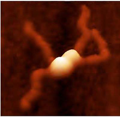 Microscopy image of two nodules holding together 4 strands of DNA Microscopy image of two nodules holding together 4 strands of DNA.