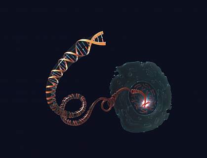 Drawing of DNA molecule unwinding from a chromosome inside the nucleus of a cell Drawing of DNA molecule unwinding from a chromosome inside the nucleus of a cell.