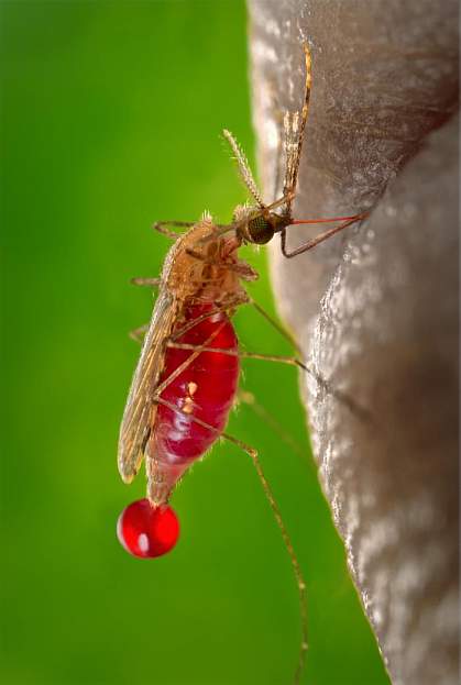 Mosquito Mosquito.
