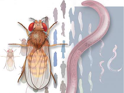 Illustration of fruit flies, people, and roundworms. Illustration of fruit flies, people, and roundworms.