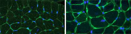 Heart cell images Heart cell images