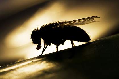 Fruit fly Fruit fly.