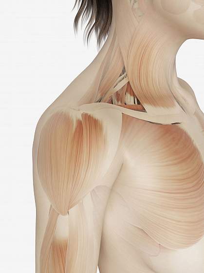 Illustration of muscle fibers Illustration of muscle fibers.