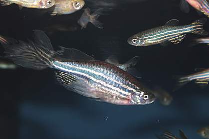 Zebrafish Zebrafish