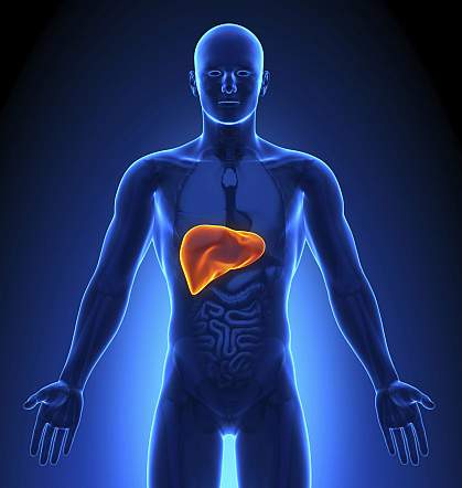 Illustration of a liver Illustration of a liver.