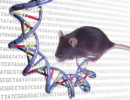 Mouse and DNA sequences Mouse and DNA sequences.