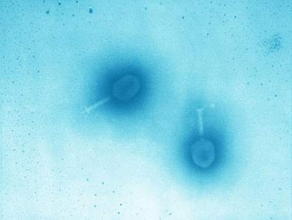 Bacteriophages Bacteriophages