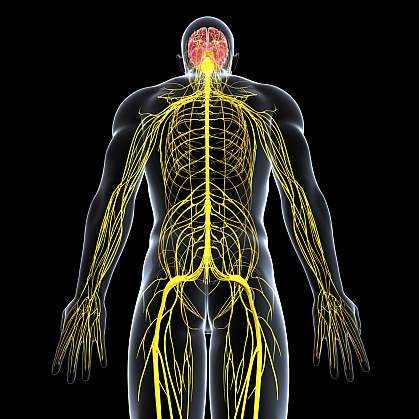 Illustration of the body’s nervous system Illustration of the body’s nervous system.