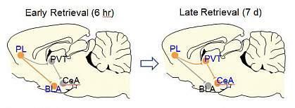 Brain circuit illustrations Brain circuit illustrations.