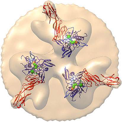 Illustration of the HIV viral surface Illustration of the HIV viral surface.