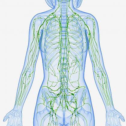 Illustration of the lymphatic system.