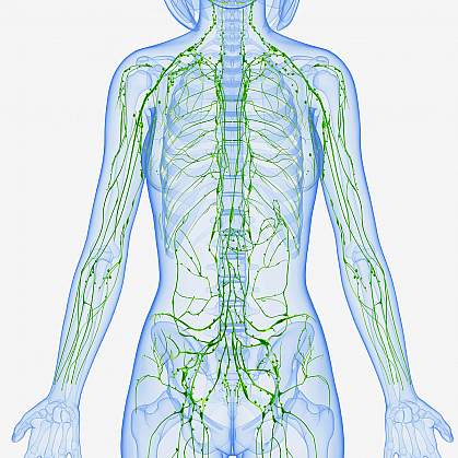 The lymphatic system Illustration of the lymphatic system.