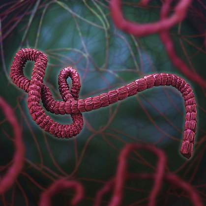 Ebola virus An illustration of the Ebola virus.