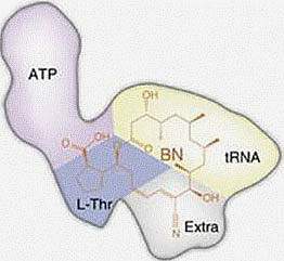 Illustration of Borrelidin (BN) Illustration of Borrelidin (BN).
